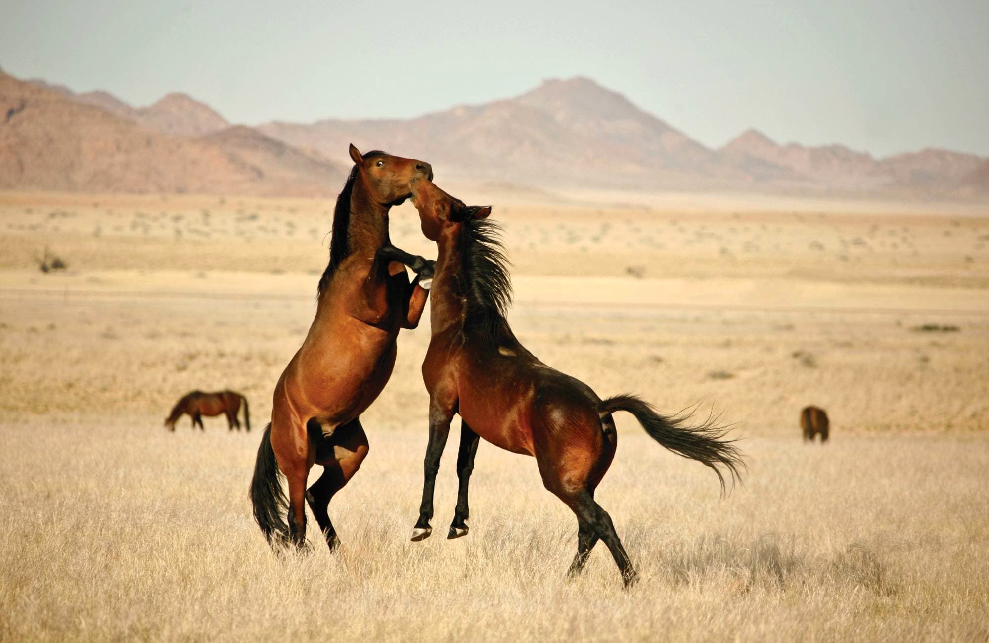 Klein Aus Vista Desert Horse Inn